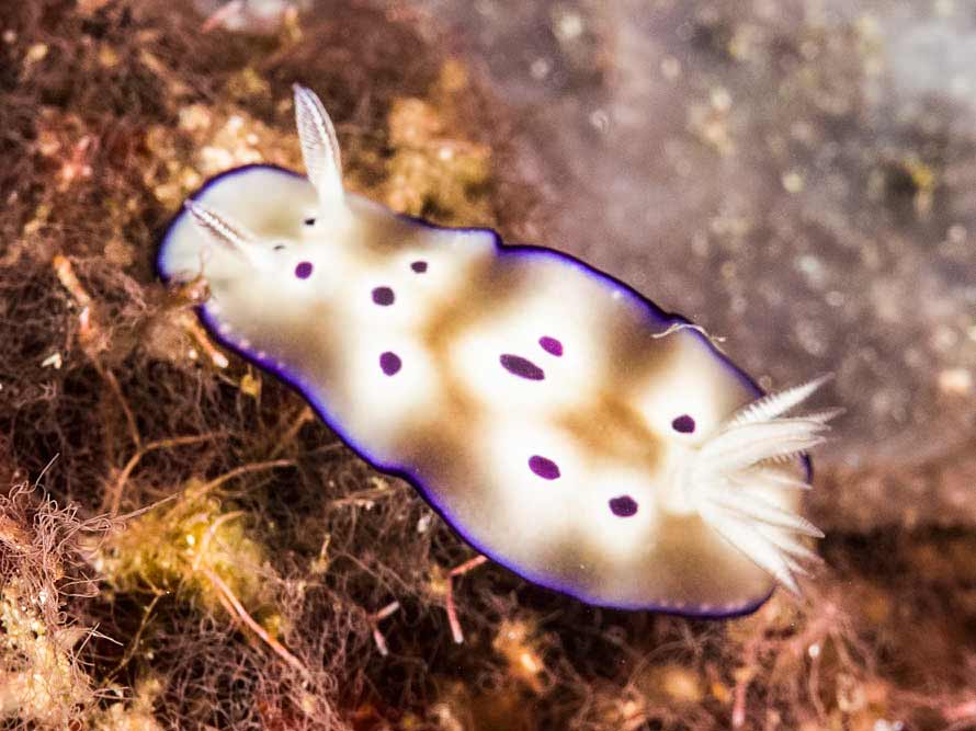 Hypselodoris tryoni